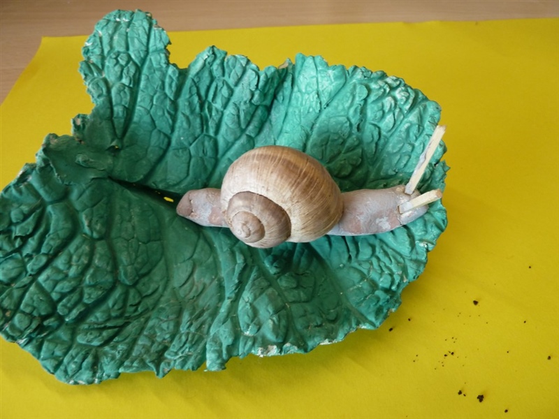 Schnecken cycle 2.1 201314 11